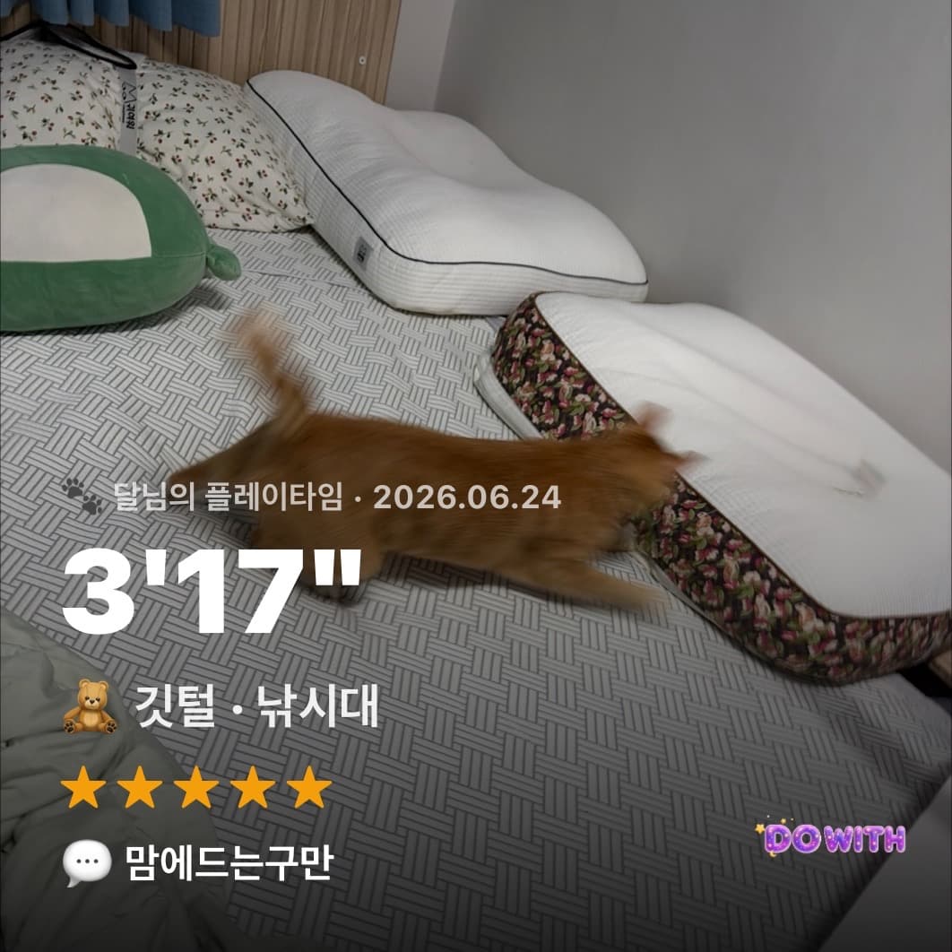 고양이 놀이 기록 후기 카드