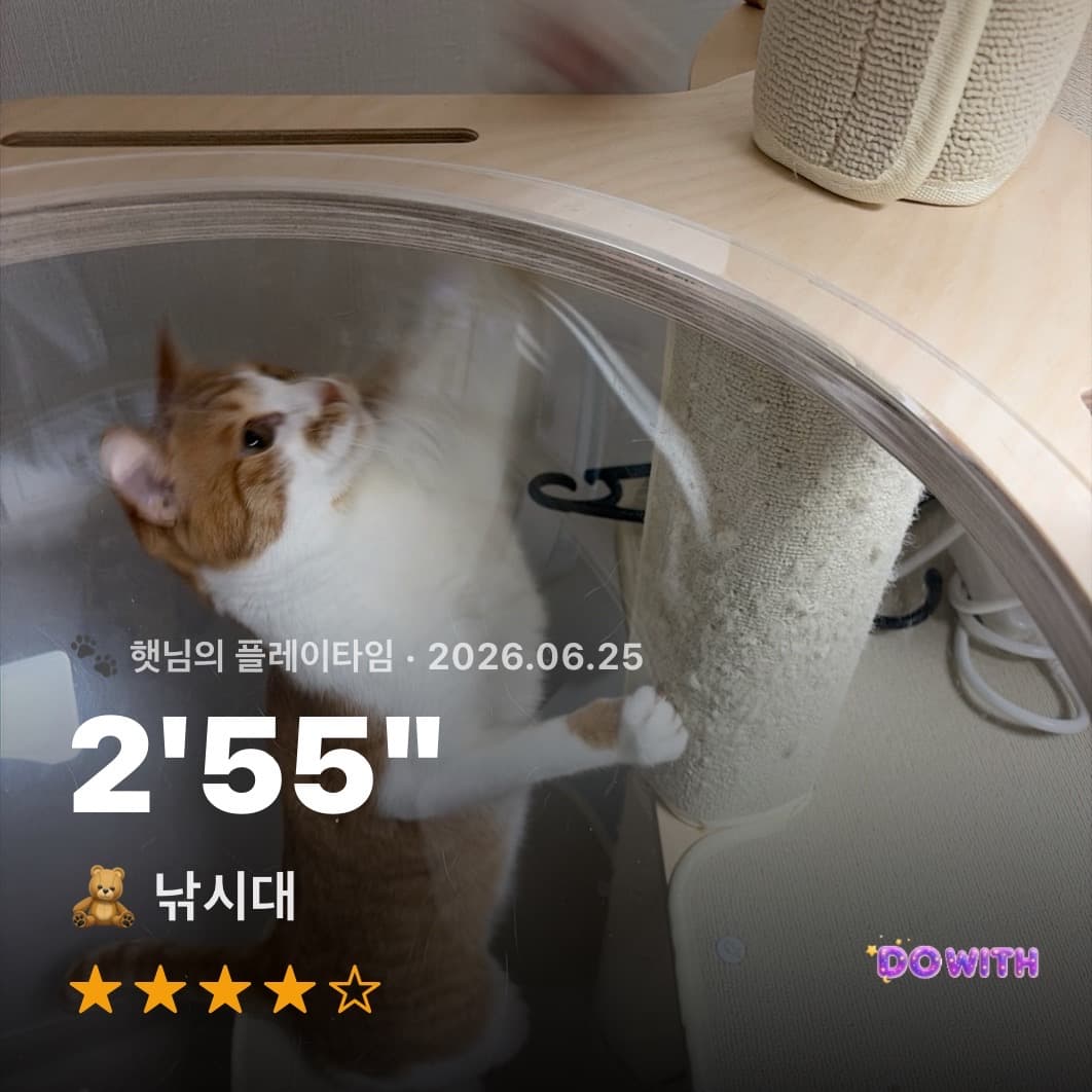 고양이 놀이 기록 후기 카드