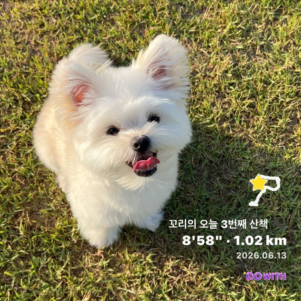 강아지 산책 기록 후기 카드